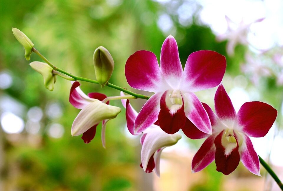 belize-flora